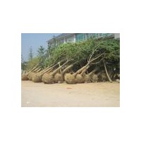 低價(jià)營(yíng)銷銀杏樹