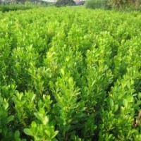 全國黃楊,龍柏.塔柏.蜀檜.木槿.水蠟.紅葉小檗.