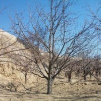 八棱海棠價格 八棱海棠價格 八棱海棠價格 八棱海棠價格