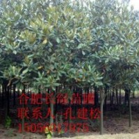 長年供應各種苗木廣玉蘭、紅楓、櫻花、小苗品種齊全、價格合理