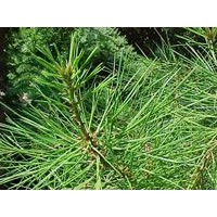 1-25公分國槐1-350公分白皮松1-400公分側(cè)柏