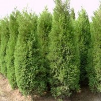 金邊黃楊價(jià)格,法桐價(jià)格,蜀檜價(jià)格,大葉女貞價(jià)格
