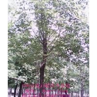 大量供應(yīng)8--14cm白蠟