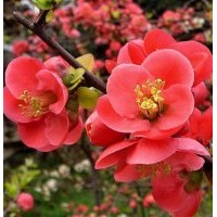 純種美國紅楓及北美海棠