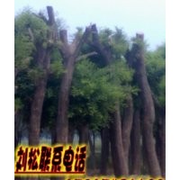 法桐/速生白蠟/國(guó)槐/優(yōu)質(zhì)國(guó)槐種子培養(yǎng)基地/山東大旺苗圃