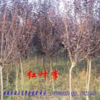 甩賣！紅葉李、地經3-5公分量大