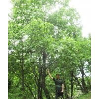 本人長期出售暴馬丁香海棠三角楓藥木瓜山杏蒙古礫等 成品的風景