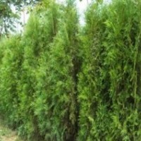 苗木供應(yīng)：金葉榆，龍爪槐，刺槐，香花槐，金枝國(guó)槐，法桐