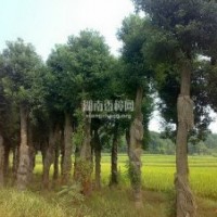 供應(yīng)精品香樟樹大苗
