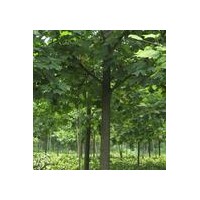 南京信誠(chéng)馬褂木