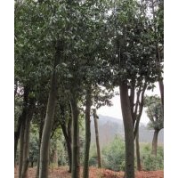 湖北宜昌三峽鑫林苗圃低價(jià)供應(yīng)8公分以上全冠、移植紅果冬青