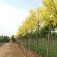 金枝垂槐/黃金槐/金絲垂槐