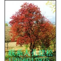 合肥長綠苗圃長年供應各種規(guī)格烏桕