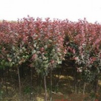 山東子豪苗木合作社主營(yíng)：櫻花 白蠟 國(guó)槐 合歡 紅楓 榆葉梅 紫葉