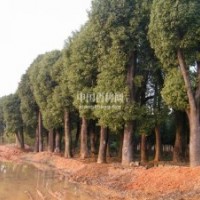 供應(yīng)精品香泡—益陽綠波園林打折價