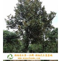 10公分廣玉蘭,10公分廣玉蘭價(jià)格,湖南廣玉蘭