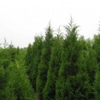 供應(yīng)蜀檜價(jià)格蜀檜批發(fā) 蜀檜基地 蜀檜熱銷(xiāo)中