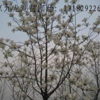 供應(yīng)雪松。紅葉石楠。大葉女貞。馬褂木。紫花泡桐