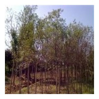 供應(yīng)大葉女貞 香樟 紅葉李 廣玉蘭