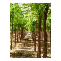 出售刺槐、刺槐基地、刺槐價(jià)格