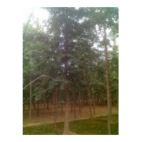 提供徐州最新銀杏樹(shù)最新價(jià)格