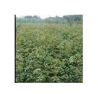供應(yīng)花椒苗 500萬株大紅袍花椒苗