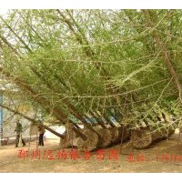 供應30-35公分銀杏樹