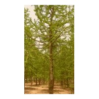 供應(yīng)銀杏樹(shù) 1-80公分