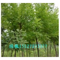 河北國(guó)槐 二次定桿國(guó)槐價(jià)格