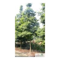 苗圃苗木楨楠米徑8公分