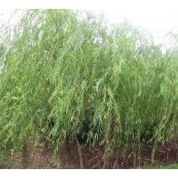 長(zhǎng)期出售優(yōu)質(zhì)垂柳