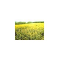 常年供應：金葉女貞 月季,黃楊,紅葉小波,金(紅)葉女貞,高桿女貞