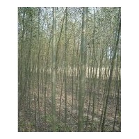 供應(yīng)金葉榆.金枝槐.金葉國(guó)槐.紫葉李.木槿