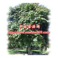 供應綠化苗木青桐