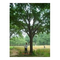 急...急...急出售銀杏樹(shù)