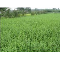 全國水臘.黃楊,龍柏.塔柏.蜀檜.冬青.