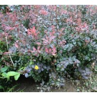 供應(yīng)紅葉小檗