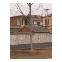 供應(yīng)3-15厘米法桐 造型法桐--促銷(xiāo)