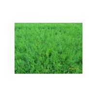 供應(yīng)1.1米以上營養(yǎng)缽側(cè)柏苗