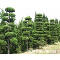 2011年最新龍柏供應(yīng)！！