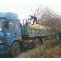 供108速生楊，千頭椿,臭椿,白臘,合歡,柳樹,毛白楊