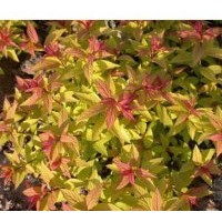 出售新優(yōu)小灌木金焰繡線菊