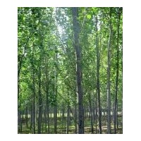 出售6—14公分銀中楊