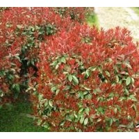 供應(yīng)紅紅葉石楠球 紅葉石楠圖片