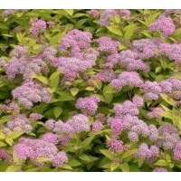 供應(yīng)白花繡線菊苗