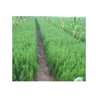 河北側(cè)柏 側(cè)柏報價