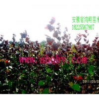 供應(yīng)彩葉樹(shù)種全紅楊