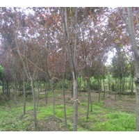 供應(yīng)各種規(guī)格欒樹、日本櫻花、紅葉李
