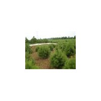 白皮松苗大量供應(yīng)