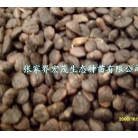 供應(yīng)多花含笑